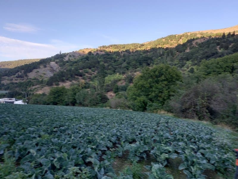 Bozdağ Canlı Balık